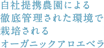 自社提携農園による徹底管理された環境で栽培されるオーガニックアロエベラ