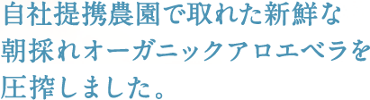 自社提携農園で取れた新鮮な朝採れオーガニックアロエベラを圧搾しました。